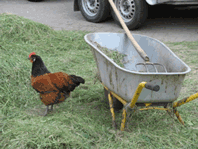 Karre_mit_Huhn_198x149.png